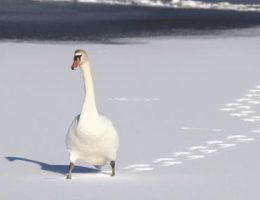 z2f4f