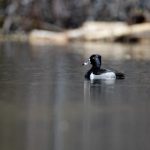 探索英国摩托车文化:从经典到现代的全景之旅 443tcumov3